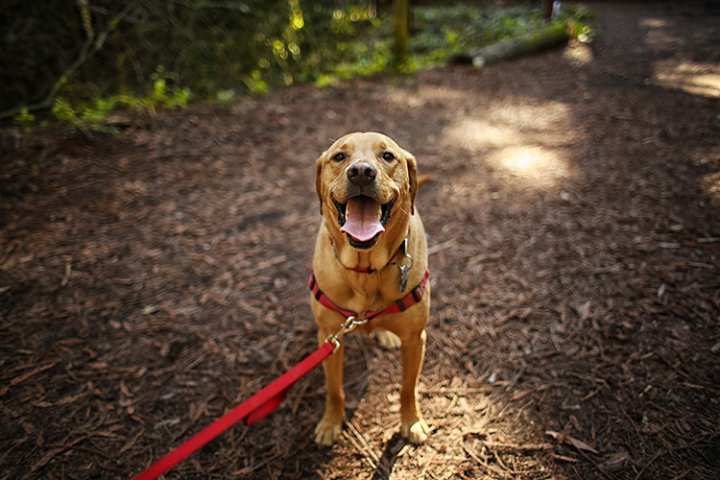 10 Best Dog-Friendly Hiking Trails in Alabama!