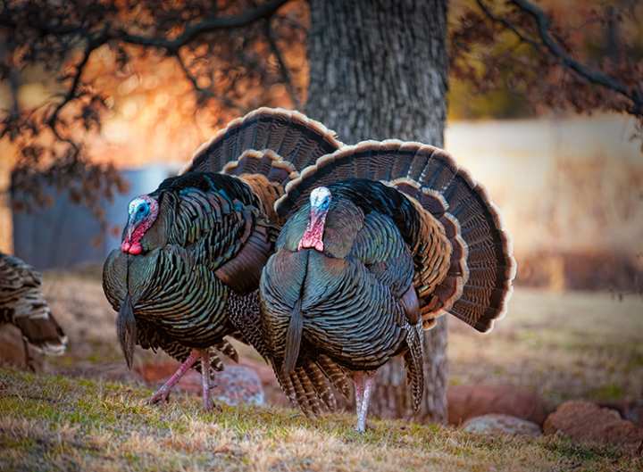 6 Essential Items for Your Autumn Turkey Hunt