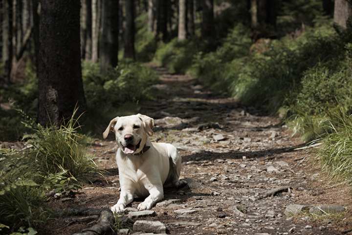 10 Best Dog-Friendly Hiking Trails in California!