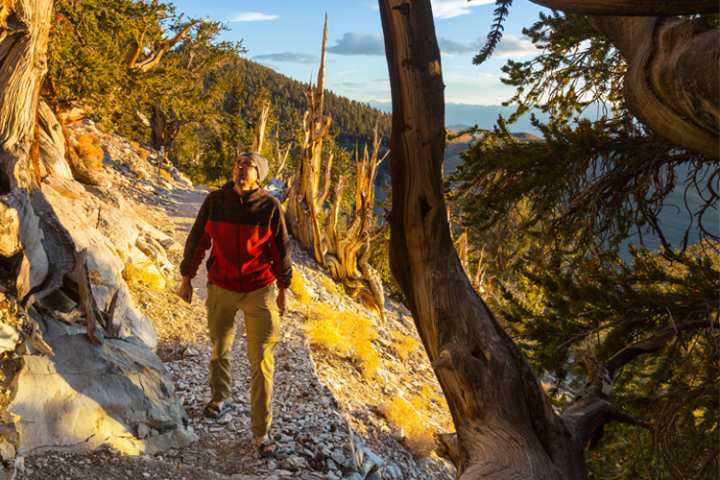 5 Stunning Foliage Hikes in California