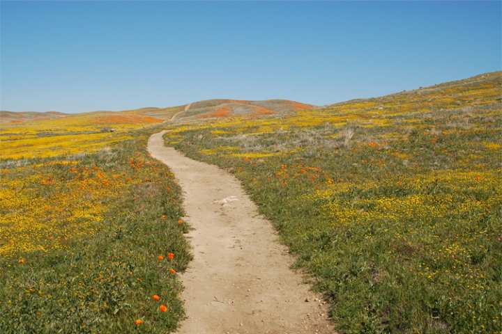 SPOTLIGHT: Things to Do in and Around Antelope Valley California Poppy Reserve