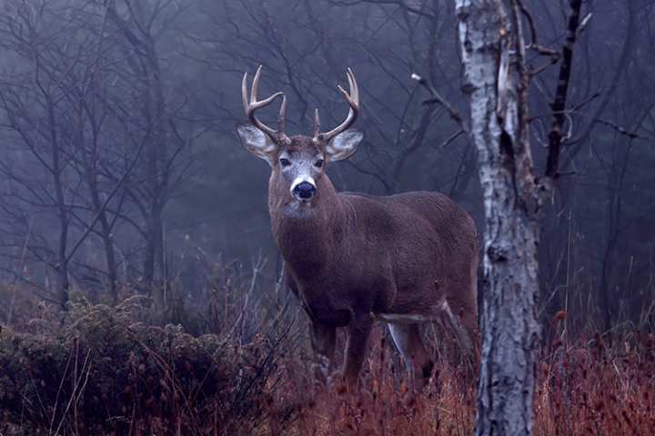 It’s The Rut! Now What?