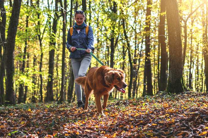 10 Best Dog-Friendly Hiking Trails in Illinois!