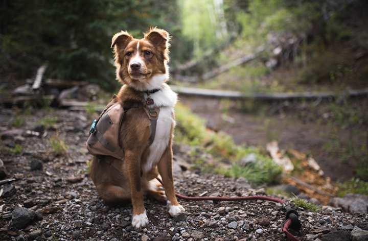 10 Best Dog-Friendly Hiking Trails in Maine!