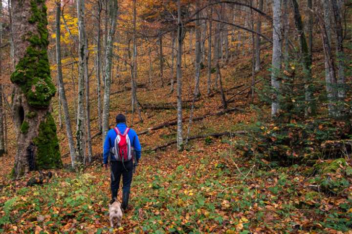 5 Stunning Foliage Hikes in Minnesota