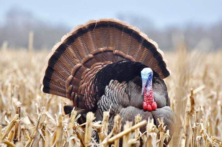 Bowhunting Turkeys: 6 Smart Ways to Prep Right Now