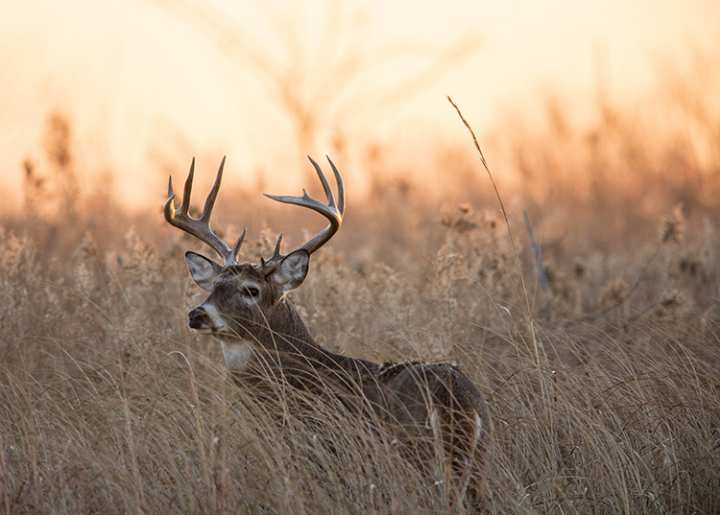 Hunting: How to Read the Land for Deer