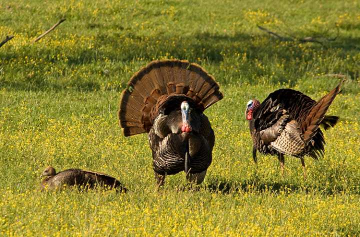 Thawing Out: 5 Tips for Spring Turkey Hunting