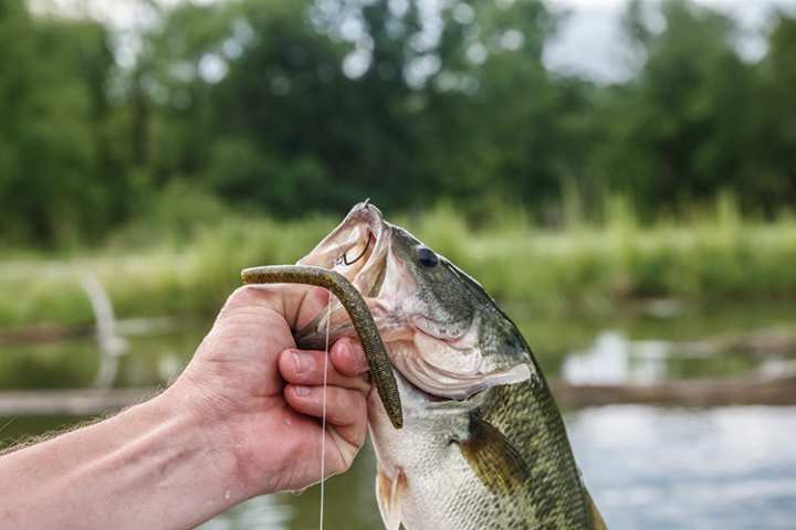 How to Catch Bass on Summer’s Hottest Days