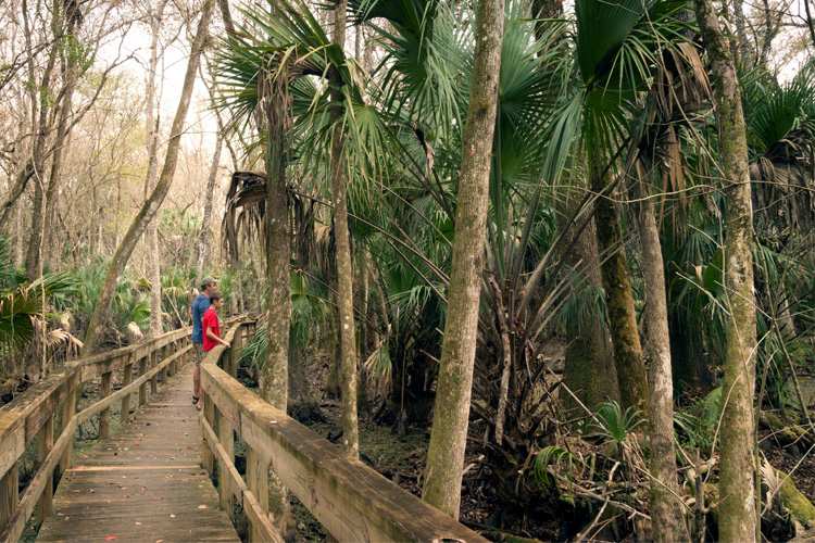 Making the Most out of Highlands Hammock State Park 