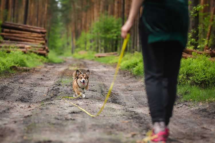 10 Best Dog-Friendly Hiking Trails in Massachusetts!