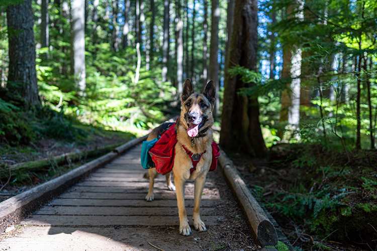 10 Best Dog-Friendly Hiking Trails in Maryland!