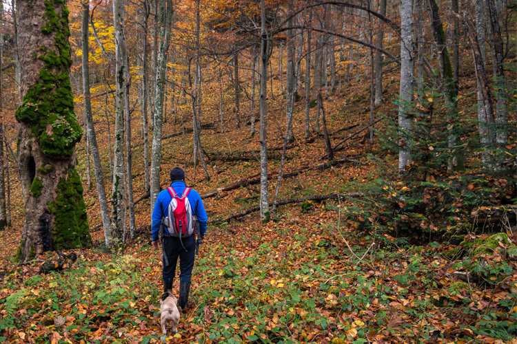 5 Stunning Foliage Hikes in Minnesota