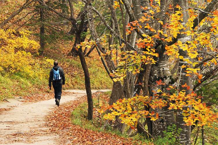 5 Stunning Foliage Hikes in Virginia 